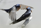 101909 Welcome swallow.jpg